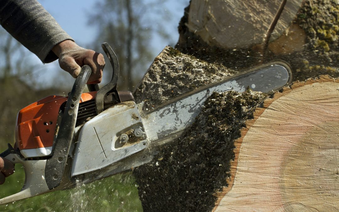 Searching For Stump Removal In Essex County NJ? Visit Dujets Tree Experts Inc.